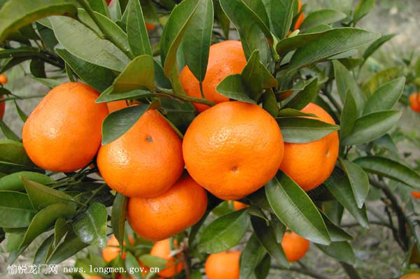 زʻͼƬչʾ