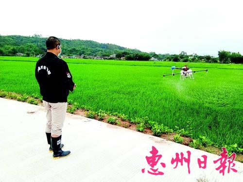 工作人员利用无人机对水稻进行大规模的统防统治喷药作业。