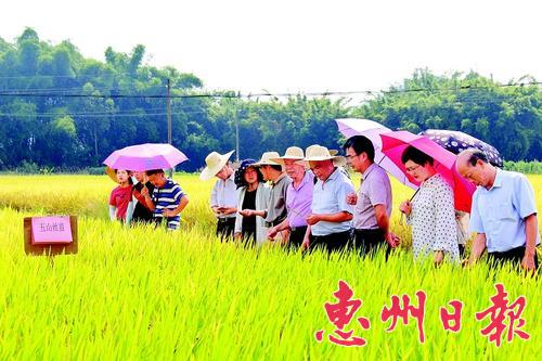 专家和种植大户正在观摩高产水稻，相互交流经验。