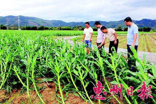   ▲农技人员到田间地头帮助农户开展复产工作。